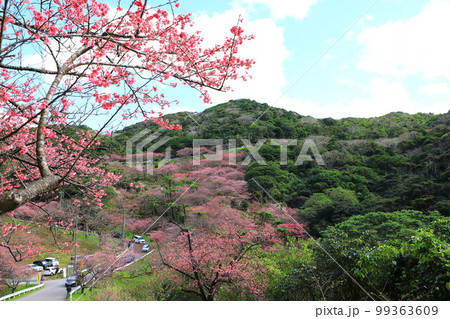 八重岳桜の森公園 満開のカンヒザクラ 八重岳桜の森公園 満開のカンヒザクラ 99363609