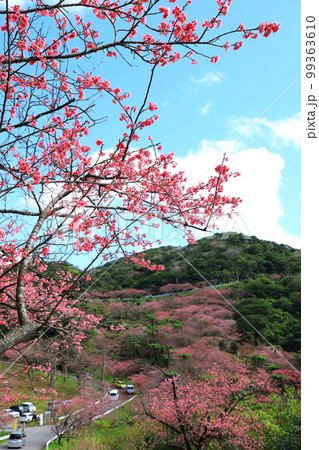 八重岳桜の森公園　満開のカンヒザクラ 99363610