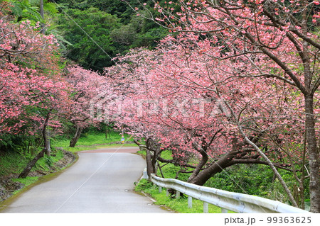 八重岳桜の森公園　満開のカンヒザクラ 99363625