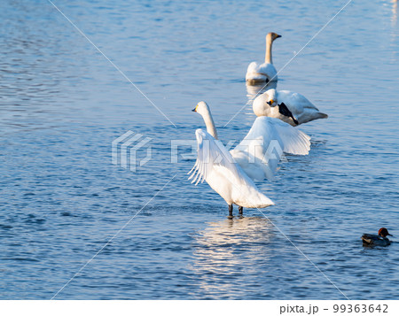 白鳥の越冬地　茨城県菅生沼の優雅で躍動的な白鳥の羽ばたき 99363642