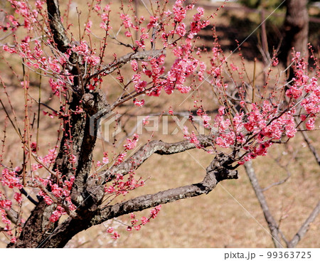 春の訪れ梅の花 紅梅 白梅 神奈川大倉山公園 春の訪れ梅の花 紅梅 白梅 神奈川大倉山公園 99363725