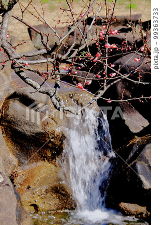 春の訪れ梅の花 紅梅 白梅 神奈川大倉山公園の写真素材 [99363733] - PIXTA