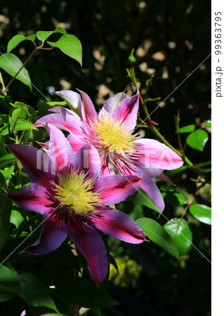 満開のピンク色のクレマチス 99363795