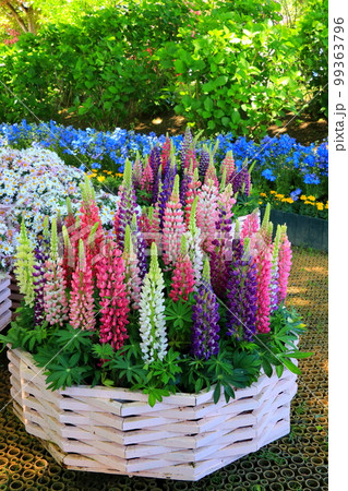 カラフルなルピナス 99363796