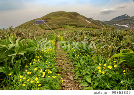 ミヤマキンバイ咲く初夏の蓬峠の登山道 99363839