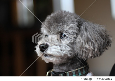 見つめるトイプードル　トイプードル　犬の自然な表情　顔のアップ 99363863