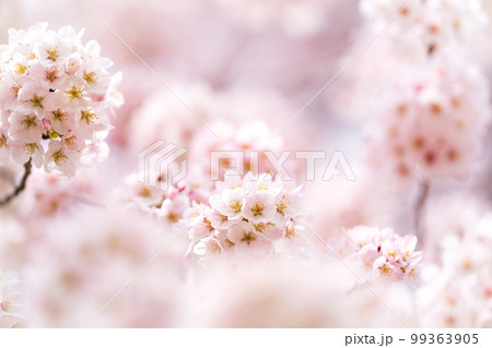 Cherry Blossoms 99363905
