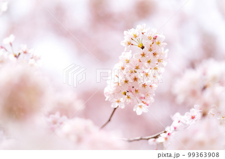 Cherry Blossoms Cherry Blossoms 99363908