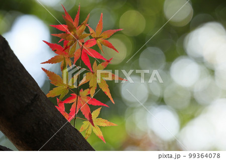埼玉県川越市小仙波町　天台宗別格本山中院の釈迦堂横の紅葉モミジと背景のボケ 99364078