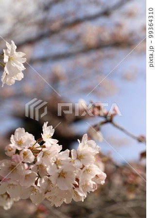 桜と瑠璃光寺!さくら咲く日本の春 国宝 五重塔! 山口県観光 桜と瑠璃光寺!さくら咲く日本の春 国宝 五重塔! 山口県観光 99364310