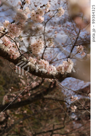 桜と瑠璃光寺!さくら咲く日本の春 国宝 五重塔! 山口県観光 桜と瑠璃光寺!さくら咲く日本の春 国宝 五重塔! 山口県観光 99364325