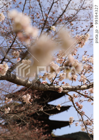 桜と瑠璃光寺!さくら咲く日本の春 国宝 五重塔! 山口県観光 桜と瑠璃光寺!さくら咲く日本の春 国宝 五重塔! 山口県観光 99364327