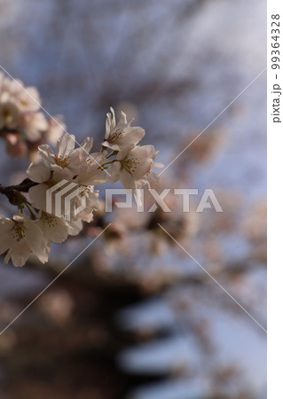 桜と瑠璃光寺!さくら咲く日本の春 国宝 五重塔! 山口県観光 桜と瑠璃光寺!さくら咲く日本の春 国宝 五重塔! 山口県観光 99364328
