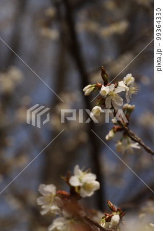 桜と瑠璃光寺!さくら咲く日本の春 国宝 五重塔! 山口県観光 桜と瑠璃光寺!さくら咲く日本の春 国宝 五重塔! 山口県観光 99364330