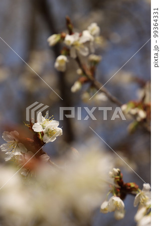桜と瑠璃光寺！さくら咲く日本の春　国宝　五重塔!  山口県観光 99364331