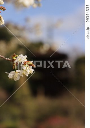 桜と瑠璃光寺!さくら咲く日本の春 国宝 五重塔! 山口県観光 桜と瑠璃光寺!さくら咲く日本の春 国宝 五重塔! 山口県観光 99364333