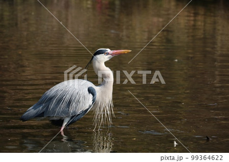 婚姻色のアオサギ 99364622