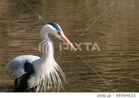 婚姻色のアオサギ 99364623