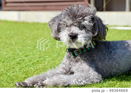 芝の上に犬が座ってくつろいでいる様子 トイプードルの毛が伸び過ぎボサボサの顔のアップ 芝の上に犬が座ってくつろいでいる様子 トイプードルの毛が伸び過ぎボサボサの顔のアップ 99364669