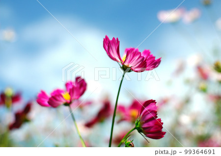秋桜 秋の花 秋桜 秋の花 99364691