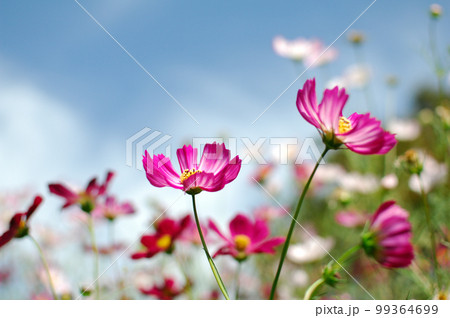 秋桜 秋の花 秋桜 秋の花 99364699