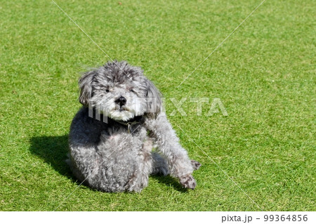 芝の上に犬が体を痒がっている様子　トイプードルの毛が伸び過ぎボサボサの状態　全身 99364856
