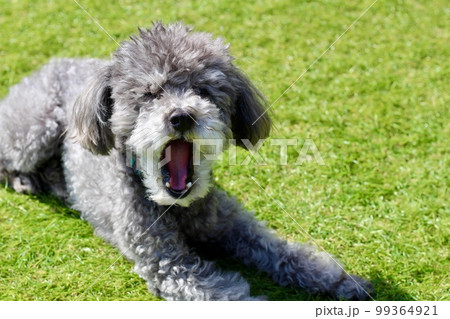 芝の上に犬が座ってくつろいでいる様子　トイプードルの毛が伸び過ぎボサボサの状態 99364921