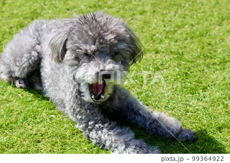 芝の上に犬が座ってくつろいでいる様子　トイプードルの毛が伸び過ぎボサボサの状態 99364922