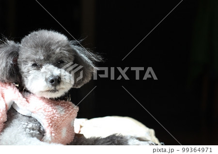 室内でくつろぐ犬 トイプードル 犬の自然な表情 顔のアップ 室内でくつろぐ犬 トイプードル 犬の自然な表情 顔のアップ 99364971