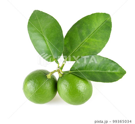 Lime fruit with leaves isolated on white background Lime fruit with leaves isolated on white background 99365034