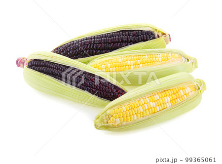 fresh purple corn and sweet corn isolated on white background fresh purple corn and sweet corn isolated on white background 99365061