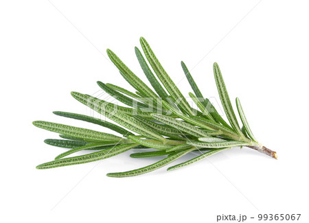 Rosemary isolated on white background Rosemary isolated on white background 99365067