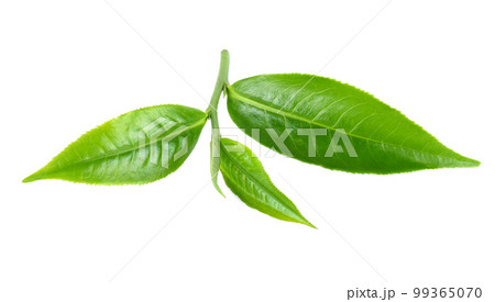Green tea leaf isolated on white background Green tea leaf isolated on white background 99365070