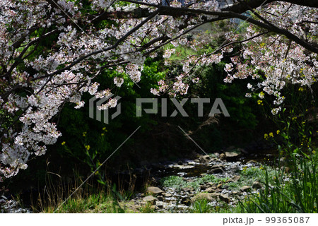久山町の桜風景 99365087
