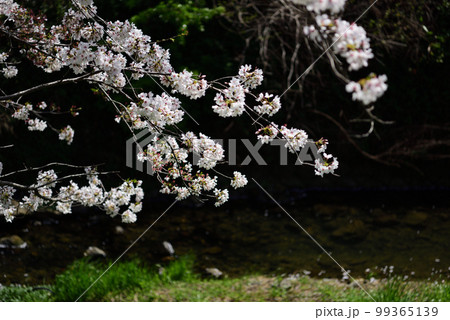 久山町の桜風景 久山町の桜風景 99365139