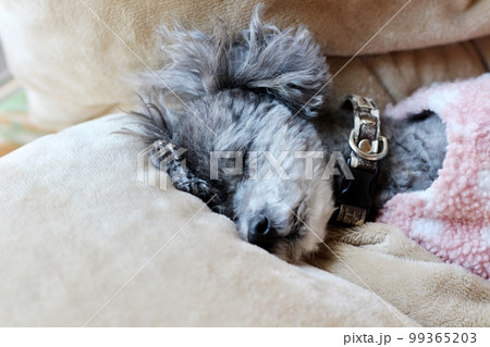 毛布に埋もれてくつろぐ犬 トイプードル 犬の自然な表情 リラックスしている様子 毛布に埋もれてくつろぐ犬 トイプードル 犬の自然な表情 リラックスしている様子 99365203