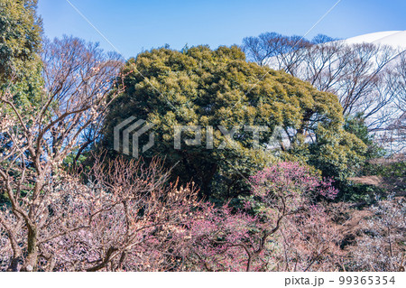 （東京都）梅が咲いた小石川後楽園 99365354