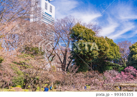（東京都）梅が咲いた小石川後楽園 99365355