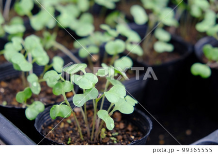 キャベツの発芽 キャベツの発芽 99365555