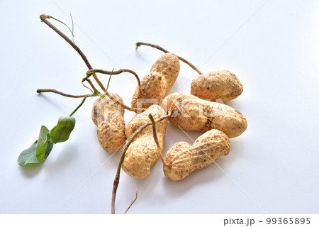 殻付きピーナッツ　落花生　ラッカセイ　南京豆 99365895