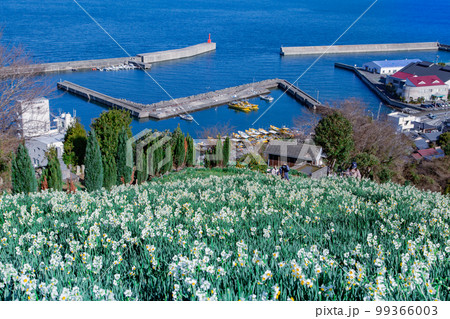 日本水仙花開道　潮風に揺られる水仙の花 99366003