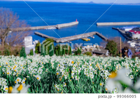 日本水仙花開道 潮風に揺られる水仙の花 日本水仙花開道 潮風に揺られる水仙の花 99366005