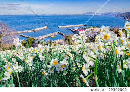 日本水仙花開道　潮風に揺られる水仙の花 99366006