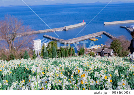 日本水仙花開道 潮風に揺られる水仙の花 日本水仙花開道 潮風に揺られる水仙の花 99366008