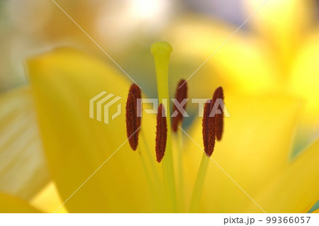 クローズアップされた黄色い雄しべと雌しべの百合 クローズアップされた黄色い雄しべと雌しべの百合 99366057