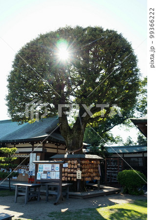 足利織姫神社の御神木【栃木県足利市】 足利織姫神社の御神木【栃木県足利市】 99366222