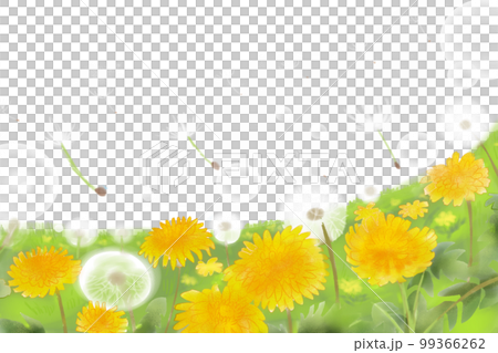 タンポポと綿毛2 タンポポと綿毛2 99366262