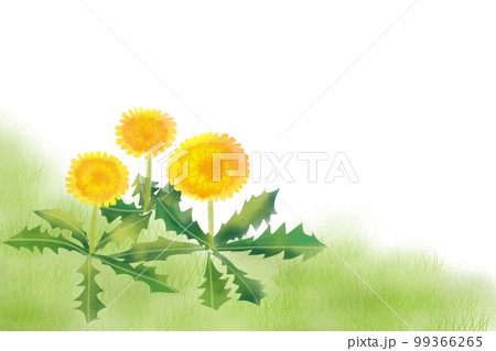 タンポポカード タンポポカード 99366265