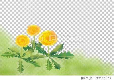 タンポポカード タンポポカード 99366265