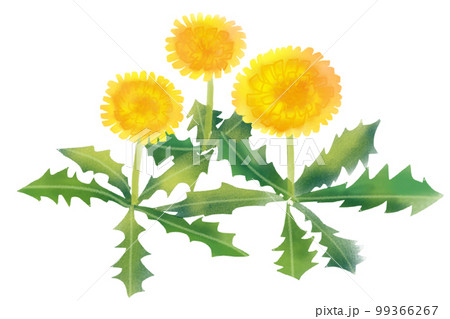 タンポポ 99366267